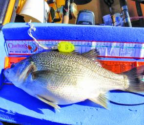 Fat and fit bass are on the cards in this catch, measure, photograph and release tournament for all forms of kayaks and canoes.